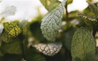 Menthol sigaretter - finn vape alternativ med nikotin